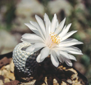 Mammillaria albiflora: Mammillaria albiflora aus der Sammlung von „Andreae Kakteenkulturen“, Inh. Michael Januschkowetz, Ausserhalb Lengfeld 17, 64853 Otzberg-Lengfeld