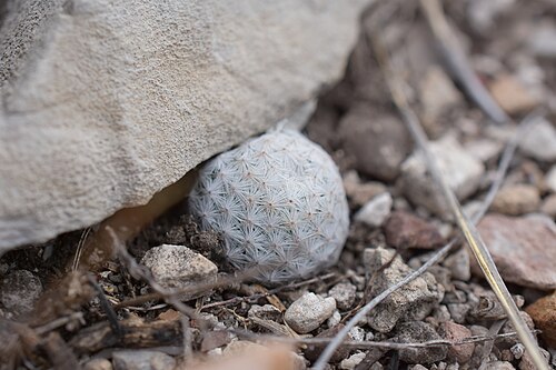 Mammillaria albiflora: Mammillaria albiflora in Mexico