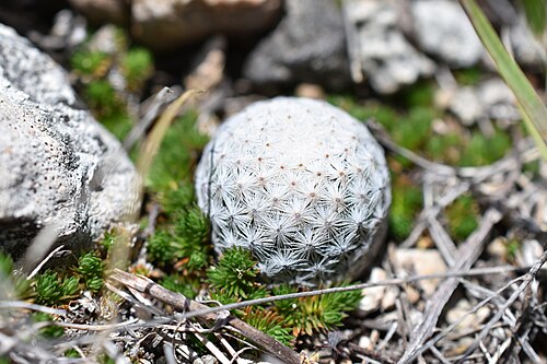 Mammillaria albiflora: Mammillaria albiflora in Mexico