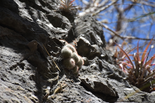 Mammillaria albilanata (Mammillaria albilanata)