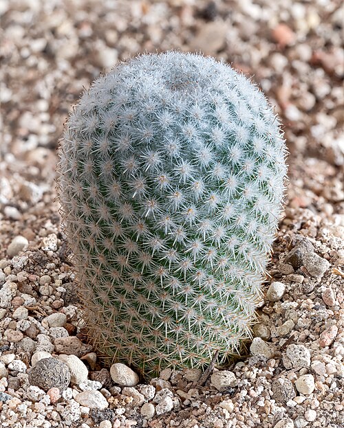 Mammillaria albilanata: Mammillaria albilanata. Focus stack from 11 frames.