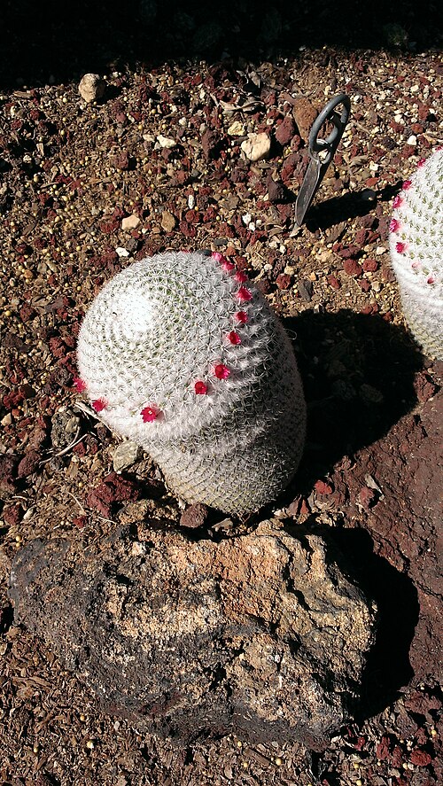 Mammillaria albilanata: Unidentified cactus at Huntington Library, Art Collections and Botanical Gardens