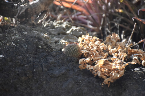 Mammillaria albilanata (Mammillaria albilanata)