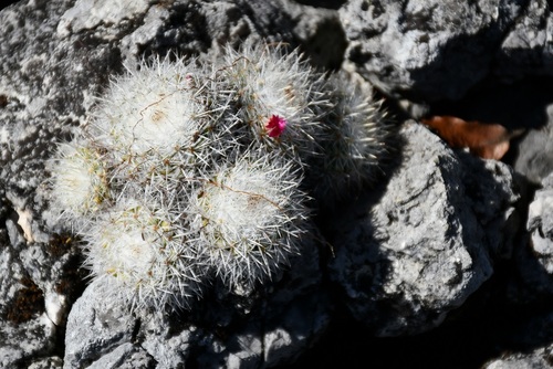 Mammillaria albilanata (Mammillaria albilanata)