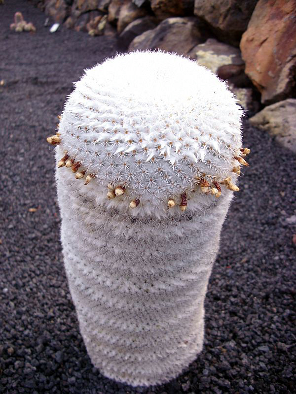 Mammillaria albilanata: Mammillaria albilanata