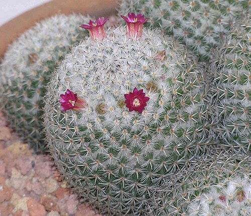 Mammillaria albilanata: 仙人掌-希望丸群生 Mammillaria albilanata [香港花展 Hong Kong Flower Show]