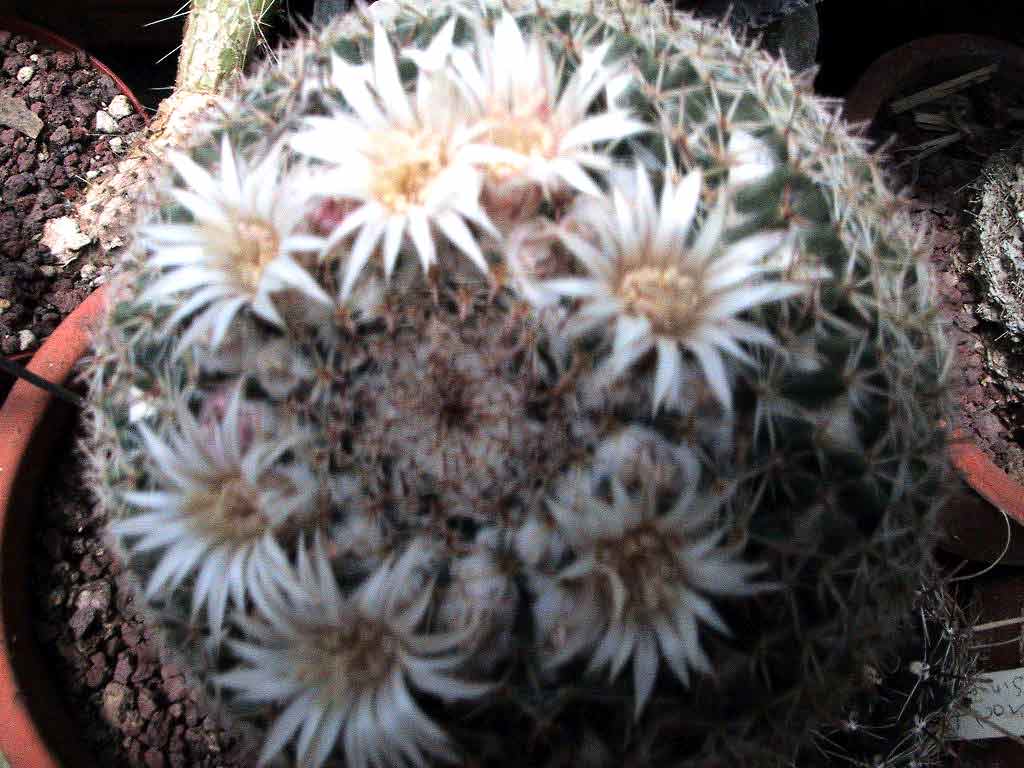 Mammillaria albilanata: Mammillaria kunthii
