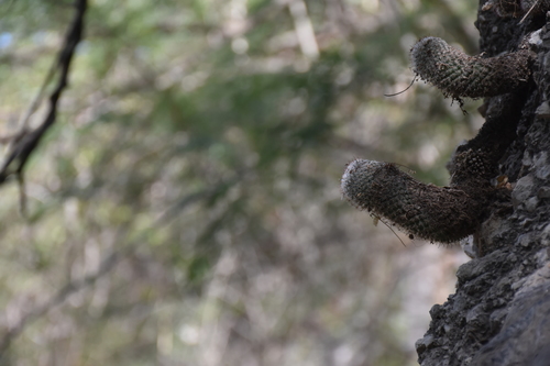 Mammillaria albilanata (Mammillaria albilanata)