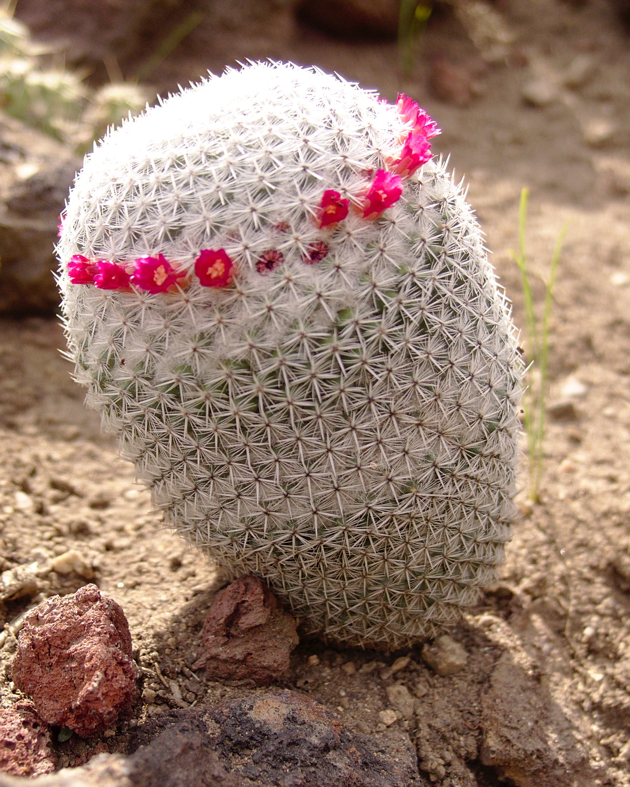 Mammillaria albilanata: A flowering Mammillaria albilanata at the Huntington Desert Garden in San Marino, California.
