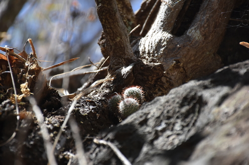 Mammillaria albilanata (Mammillaria albilanata)