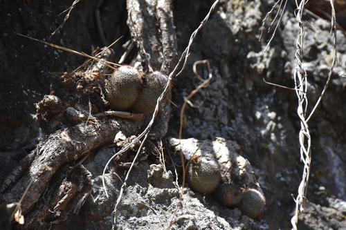 Mammillaria albilanata (Mammillaria albilanata)