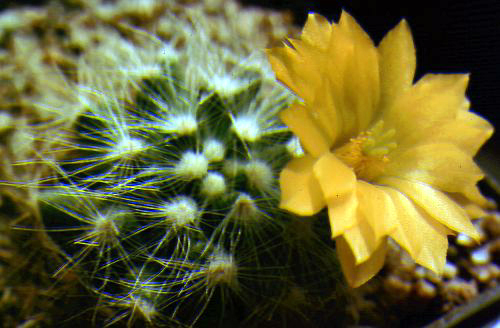 Mammillaria baumii: Mammillaria baumii Boed