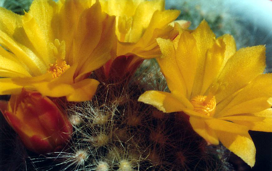 Mammillaria baumii: Mammillaria baumii Böd