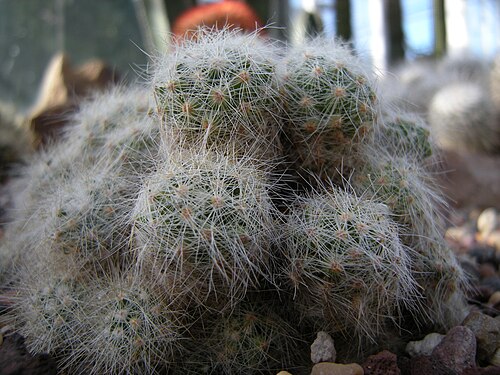 Mammillaria baumii: Mammillaria bamuii. Photographed at Volunteer Park Conservatory, Seattle, Washington.