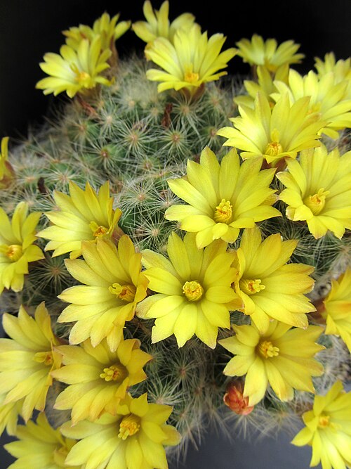 Mammillaria baumii: Mammillaria baumii