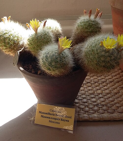 Mammillaria baumii: Mammillaria Baumii