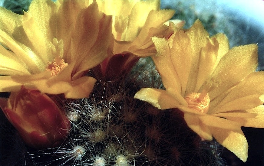 Mammillaria baumii: Mammillaria baumii