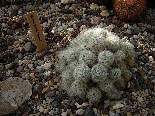 Mammillaria baumii: Mammillaria bamuii. Photographed at Volunteer Park Conservatory, Seattle, Washington.