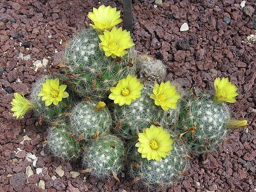 Mammillaria baumii: Mammillaria baumii in the Royal Botanic Garden, Madrid