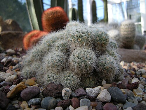 Mammillaria baumii: Mammillaria bamuii. Photographed at Volunteer Park Conservatory, Seattle, Washington.