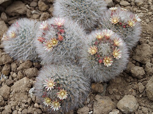 Mammillaria bocasana: Mammillaria bocasana