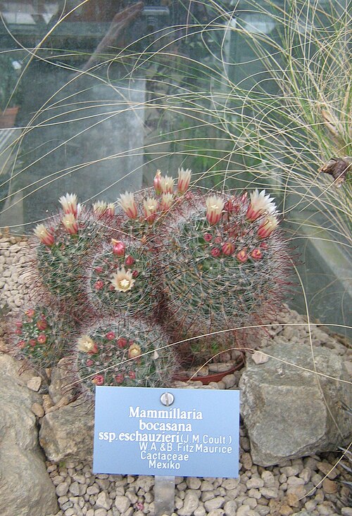 Mammillaria bocasana: Mammillaria bocasana in the botanic garden of Berne