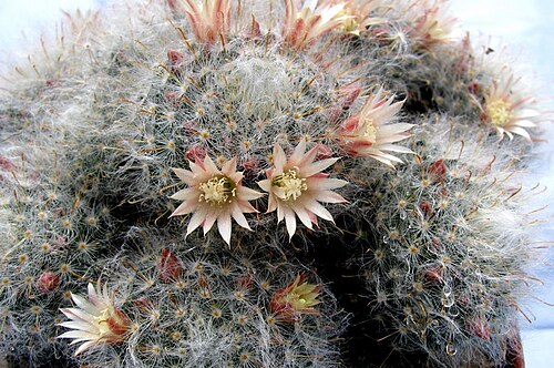 Mammillaria bocasana: Mammillaria bocasana