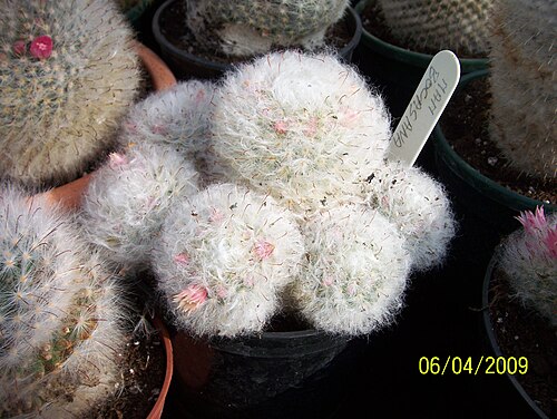 Mammillaria bocasana: Although this is one of the easiest cacti to grow for an amateur in their home, it is relatively uncommon in the wild. Its habitats are confined to a few locali