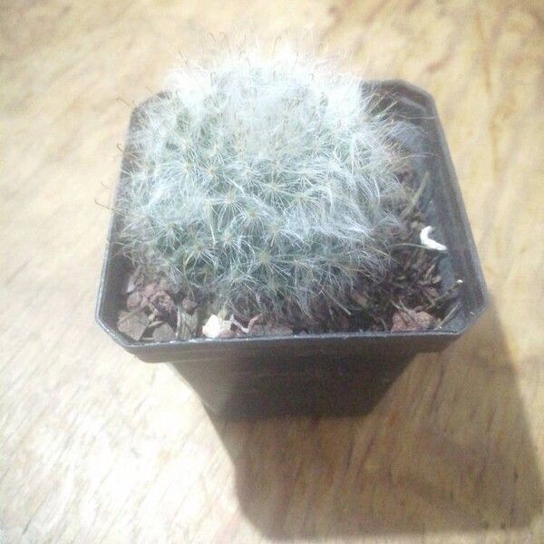 Mammillaria bocasana (Mammillaria bocasana)