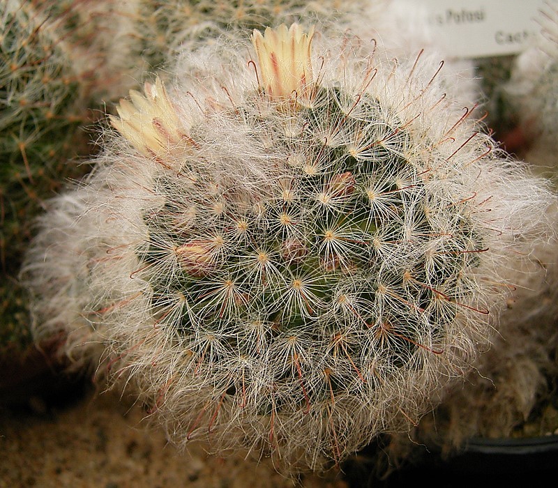 Mammillaria bocasana: Mammillaria bocasana