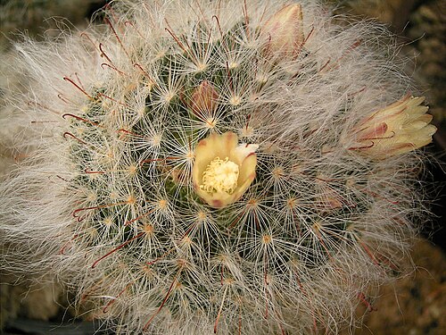 Mammillaria bocasana: Mammillaria bocasana
