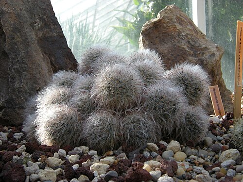 Mammillaria bocasana: Mammillaria bocasana. Photographed at Volunteer Park Conservatory, Seattle, Washington.