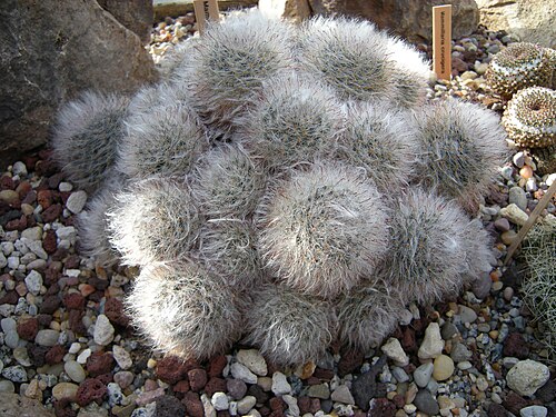 Mammillaria bocasana: Mammillaria bocasana. Photographed at Volunteer Park Conservatory, Seattle, Washington.