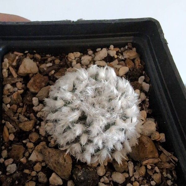 Mammillaria bocasana (Mammillaria bocasana)