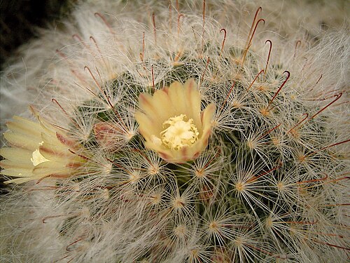 Mammillaria bocasana: Mammillaria bocasana