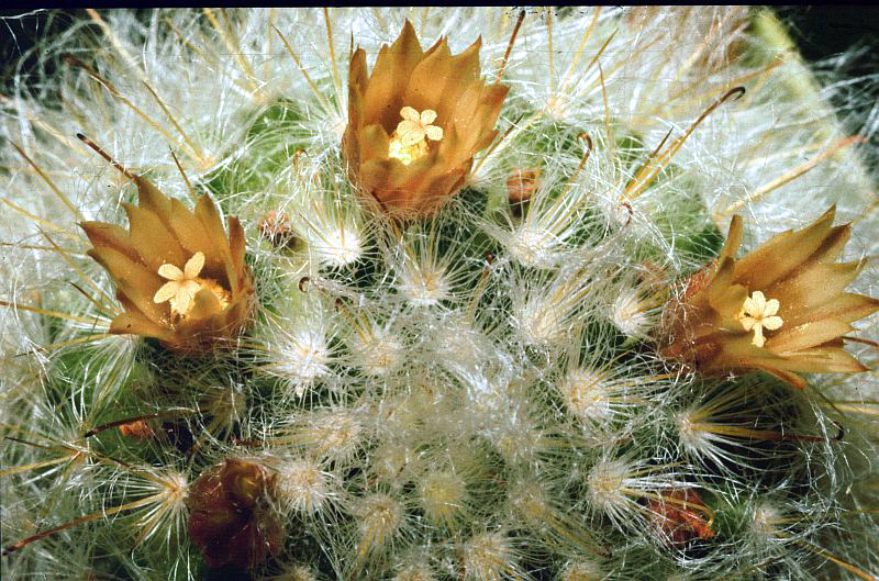 Mammillaria bocasana: Mammillaria bocasana
