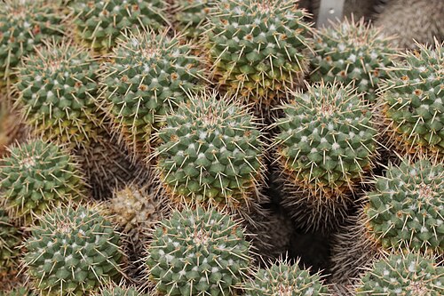 Mammillaria compressa: Mammillaria compressa