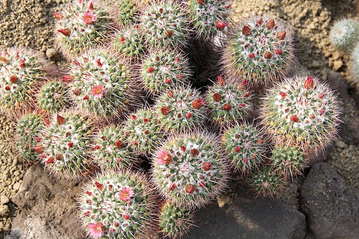 Mammillaria compressa: Mammillaria compressa subsp. compressa