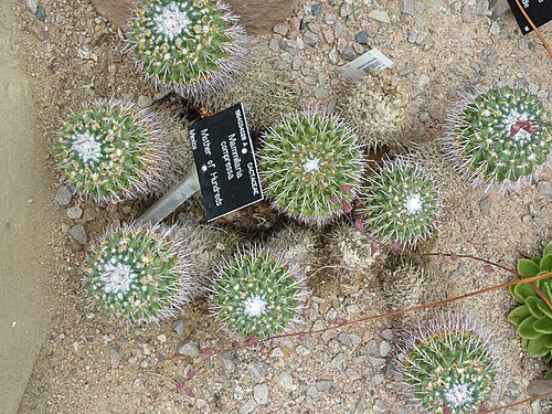 Mammillaria compressa: Taken in the Cambridge University Botanic Garden
