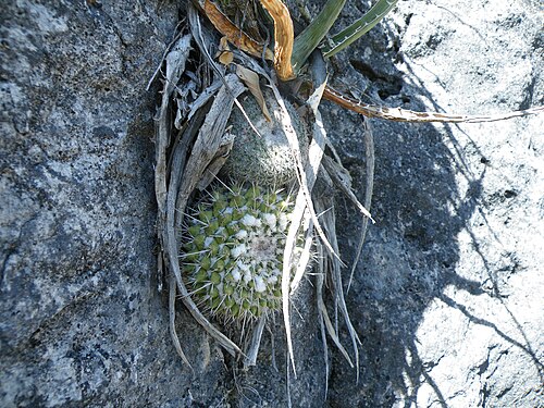 Mammillaria compressa: Near Villa Juarez, San Luis Potosi