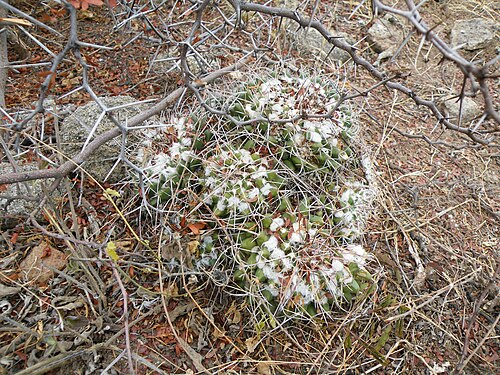 Mammillaria compressa: La Muralla, San Luis Potosi