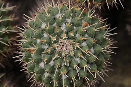 Mammillaria compressa: Mammillaria compressa