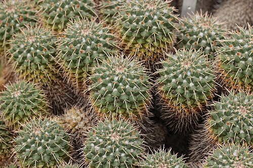 Mammillaria compressa: Mammillaria compressa