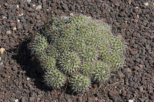 Mammillaria compressa: Compressed Cactus ( Mammillaria compressa ). Ali Nihat Gökyiğit Botanical Garden of Çukurova University, Sarıçam - Adana, Turkey.