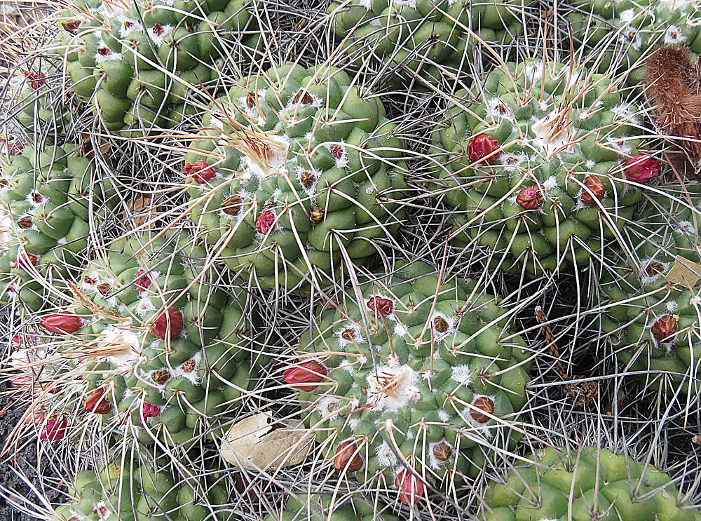Mammillaria compressa: A species of central Mexico. One of several clustered mound cacti known as Mother of Hundreds. Lotusland, Montecito, California.