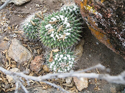 Mammillaria compressa: La Muralla, San Luis Potosi