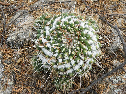 Mammillaria compressa: La Muralla, San Luis Potosi