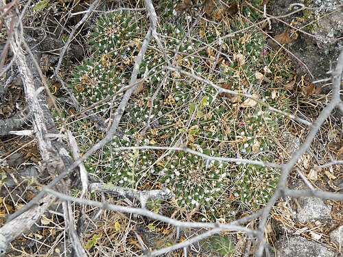 Mammillaria compressa: La Muralla, San Luis Potosi