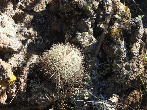 Mammillaria discolor (Mammillaria discolor)