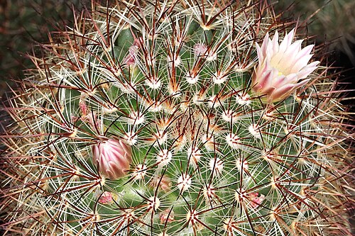 Mammillaria discolor: Mammillaria discolor